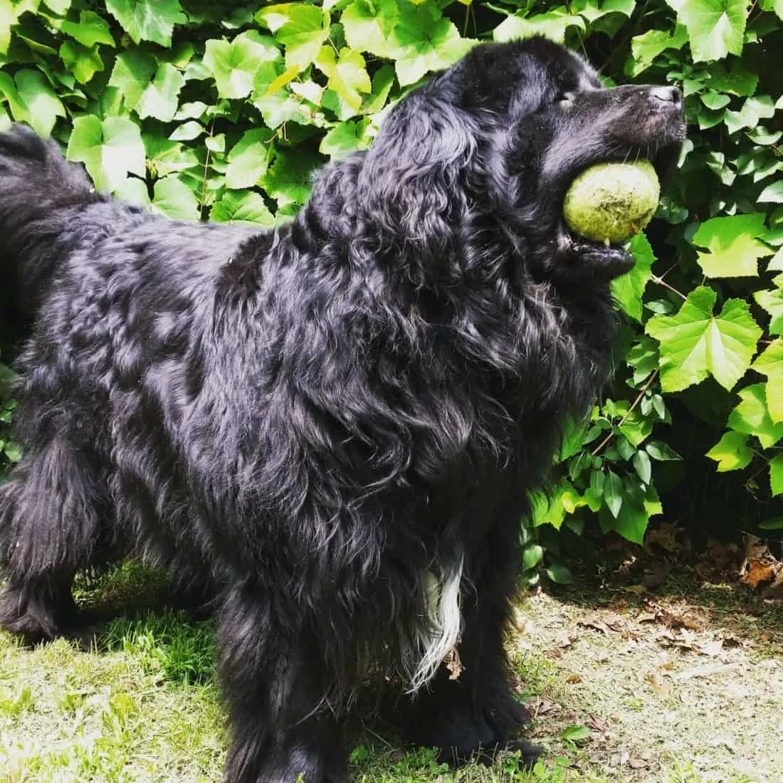 Black dog with tennis ball in mouth.