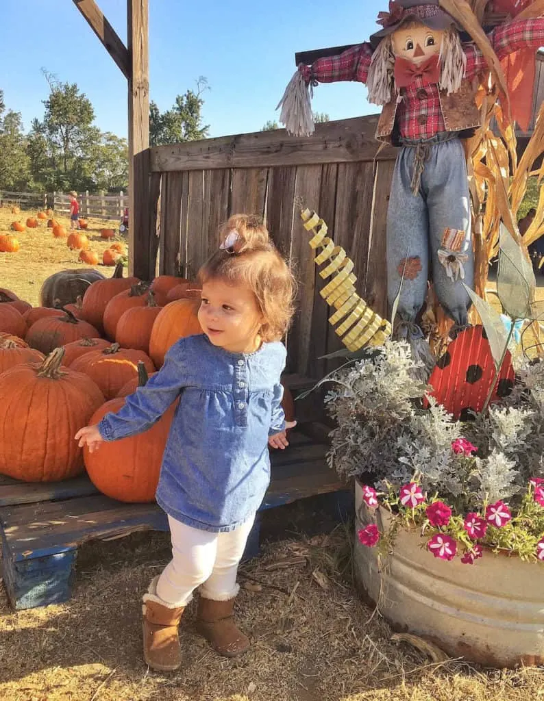 Toddler girl plays at pumpkin patch to celebrate Halloween.