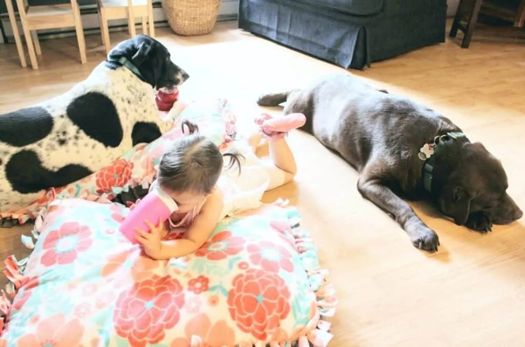 Dogs lay next to little girl on floor.