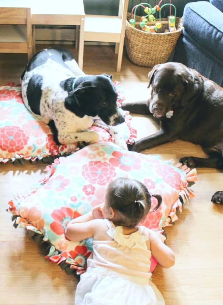 Toddler girl plays with dogs on floor.
