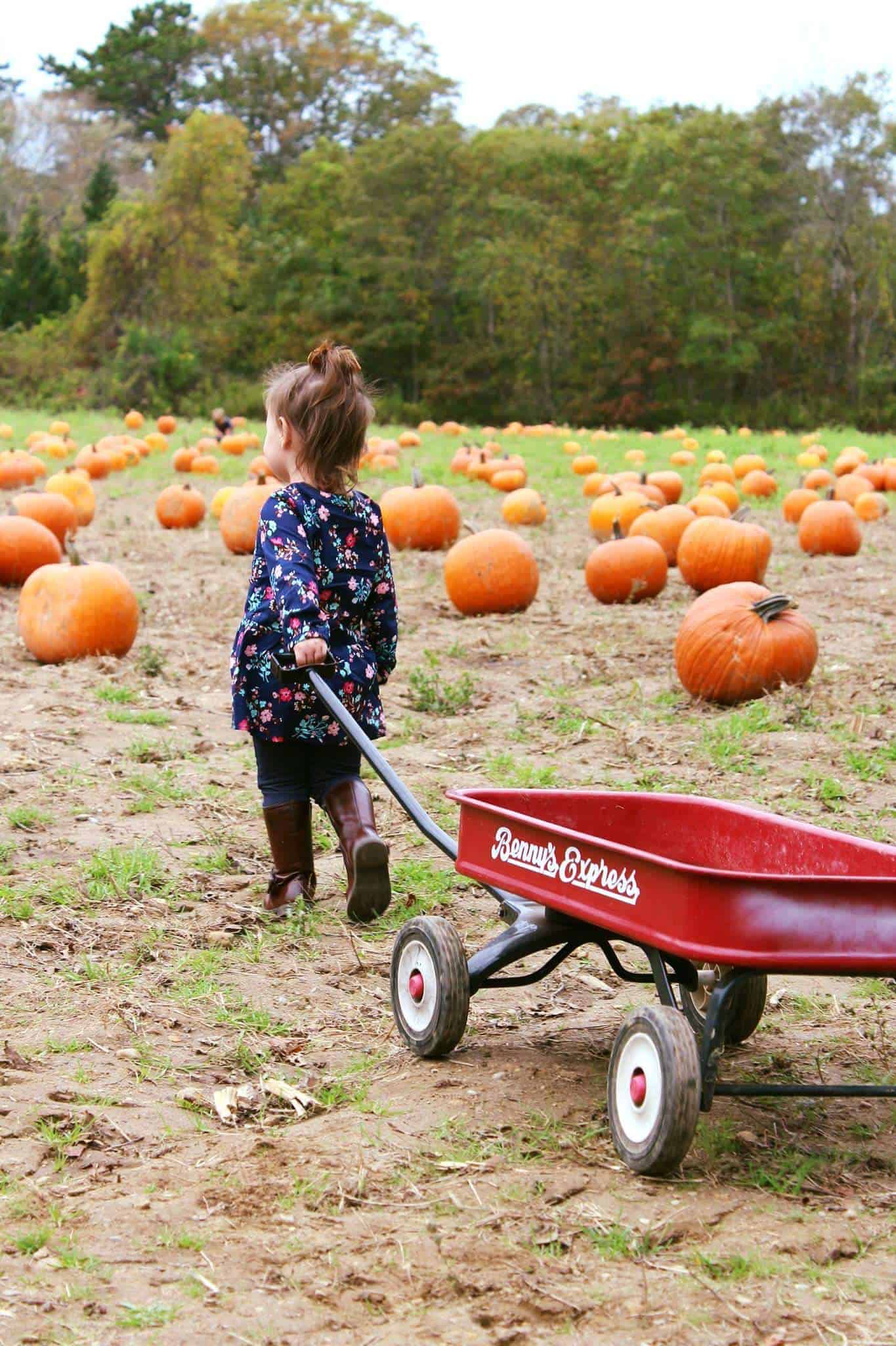 Toddler girl pulls red wagon in pumpkin patch.