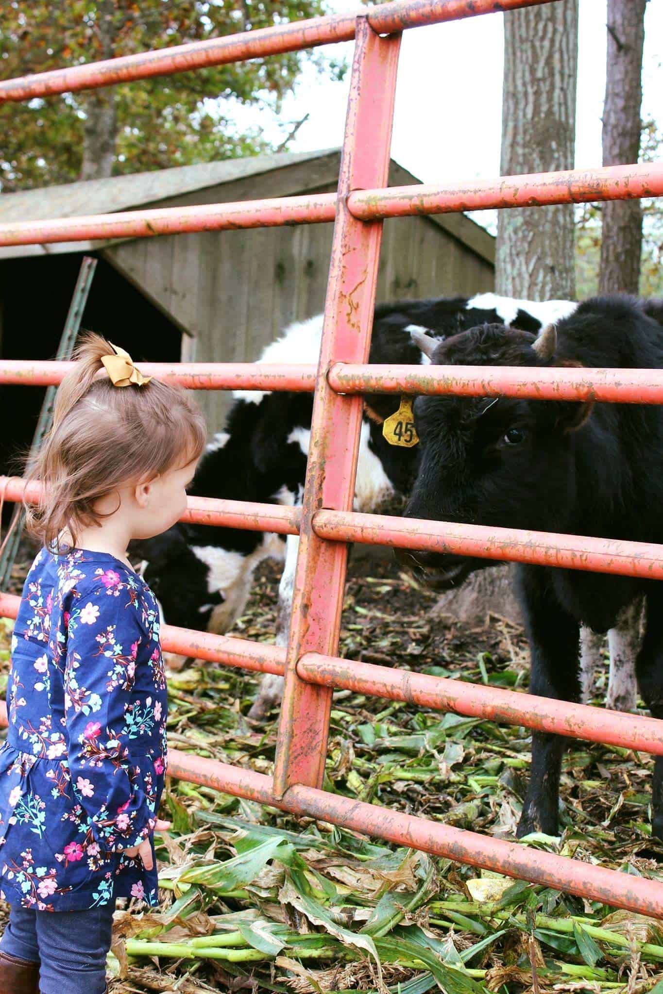 Toddler girl looks at cows through a fence.