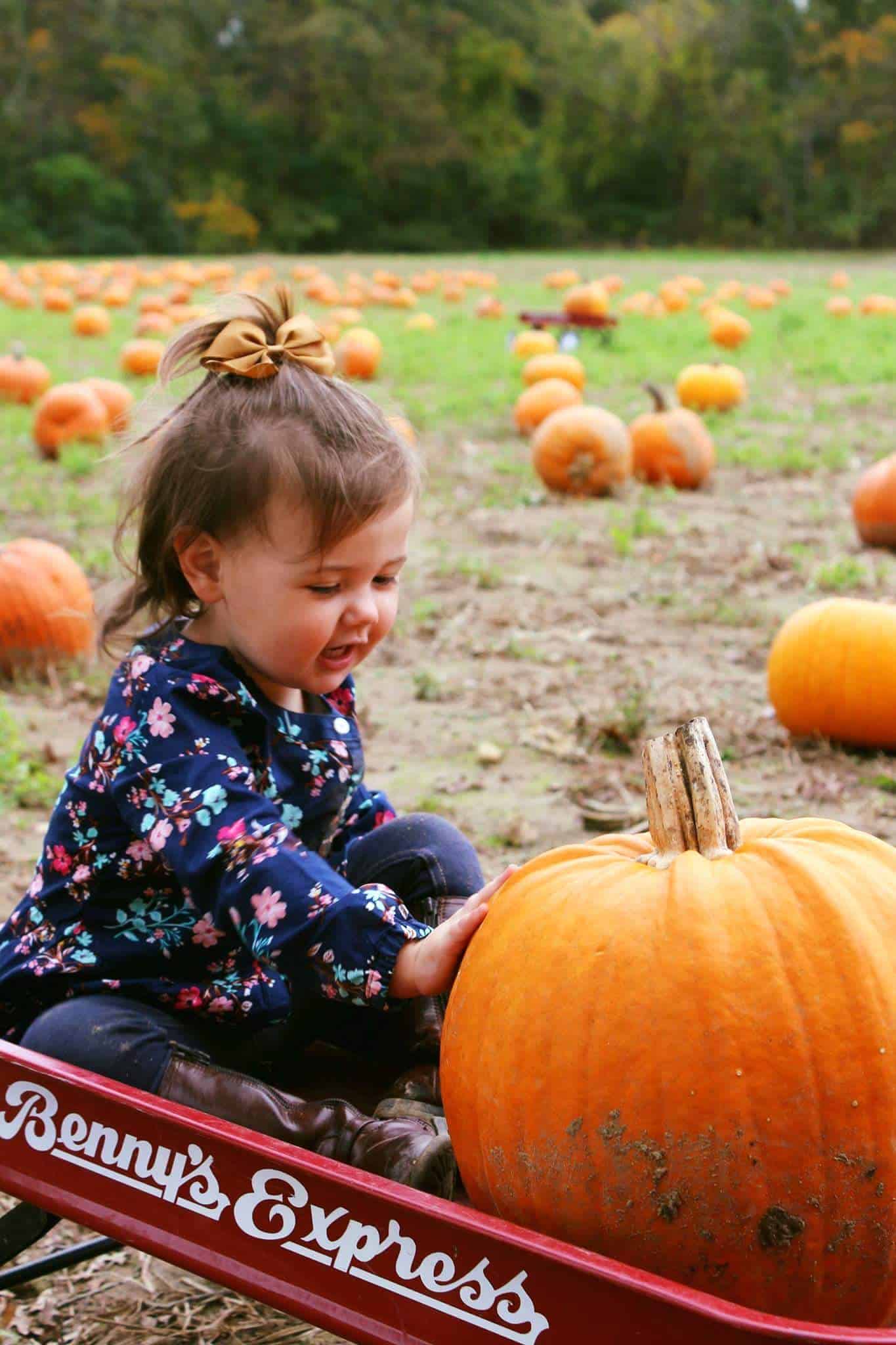 Toddler girl rides in red wagon with pumpkin from pumpkin patch.