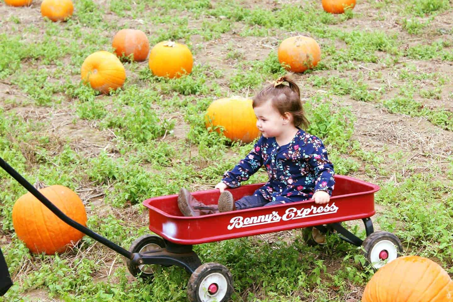 Toddler girl in red wagon at pumpkin patch.