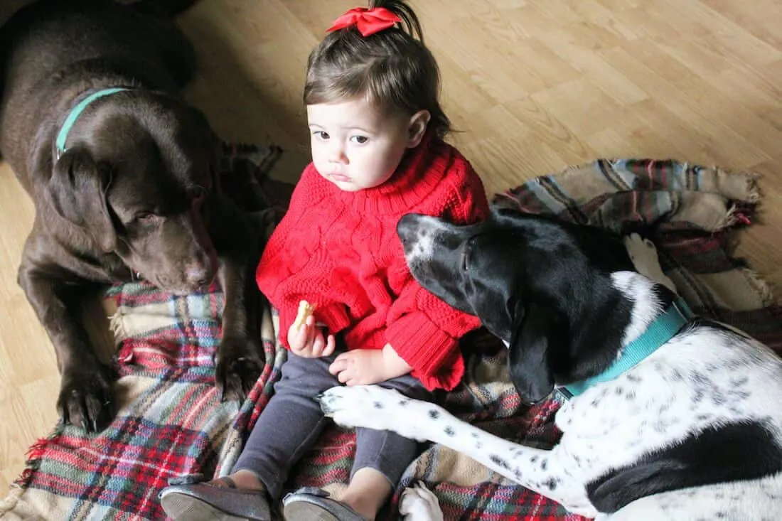 Toddler girl plays with dogs on floor.