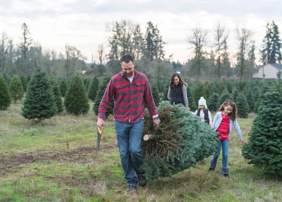 A family carrying the Christmas tree they cut down at a Christmas tree farm.