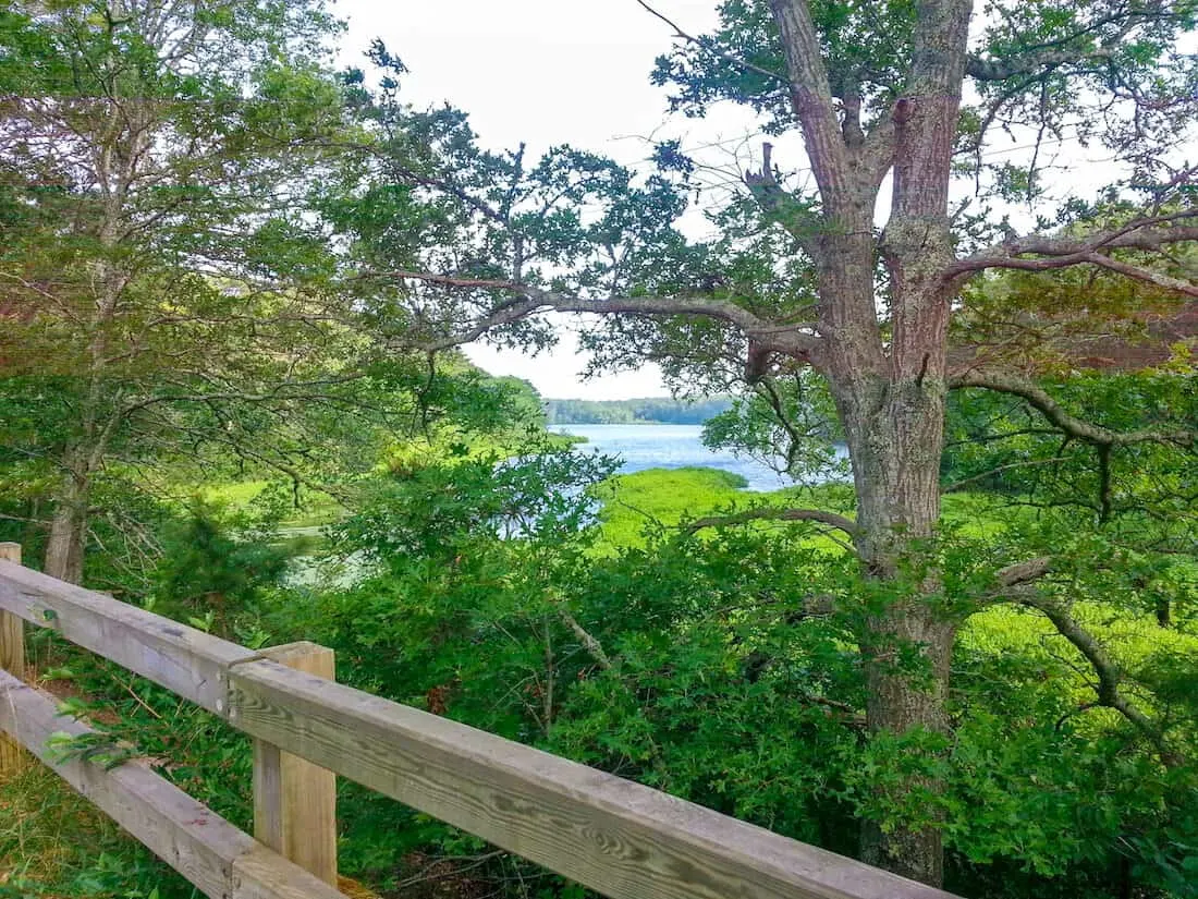 Boardwalk overlooking trees and water in Cape Cod.