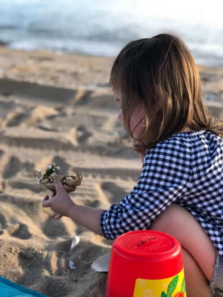 Little girl plays with crab on beach in MA.