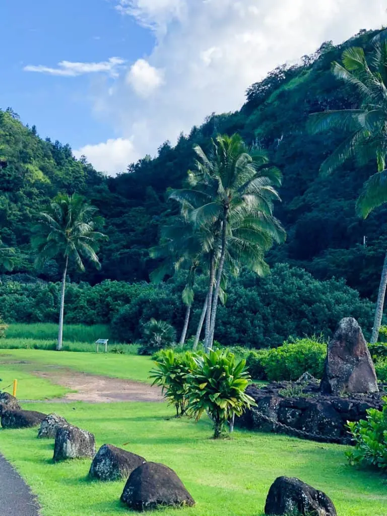 Lush field with palm trees in Hawaii.