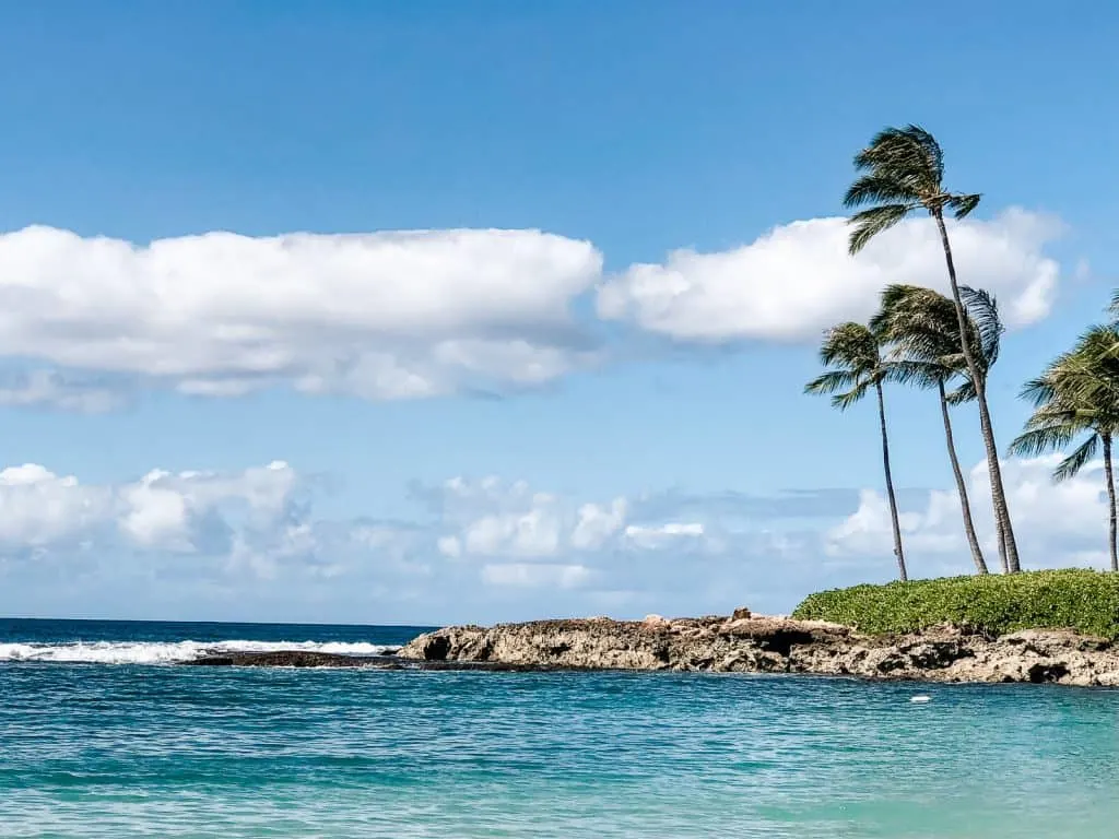 Oahu beach with palm trees.
