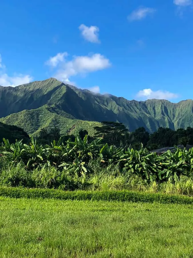 Green mountains and palm trees in North Shore Hawaii.