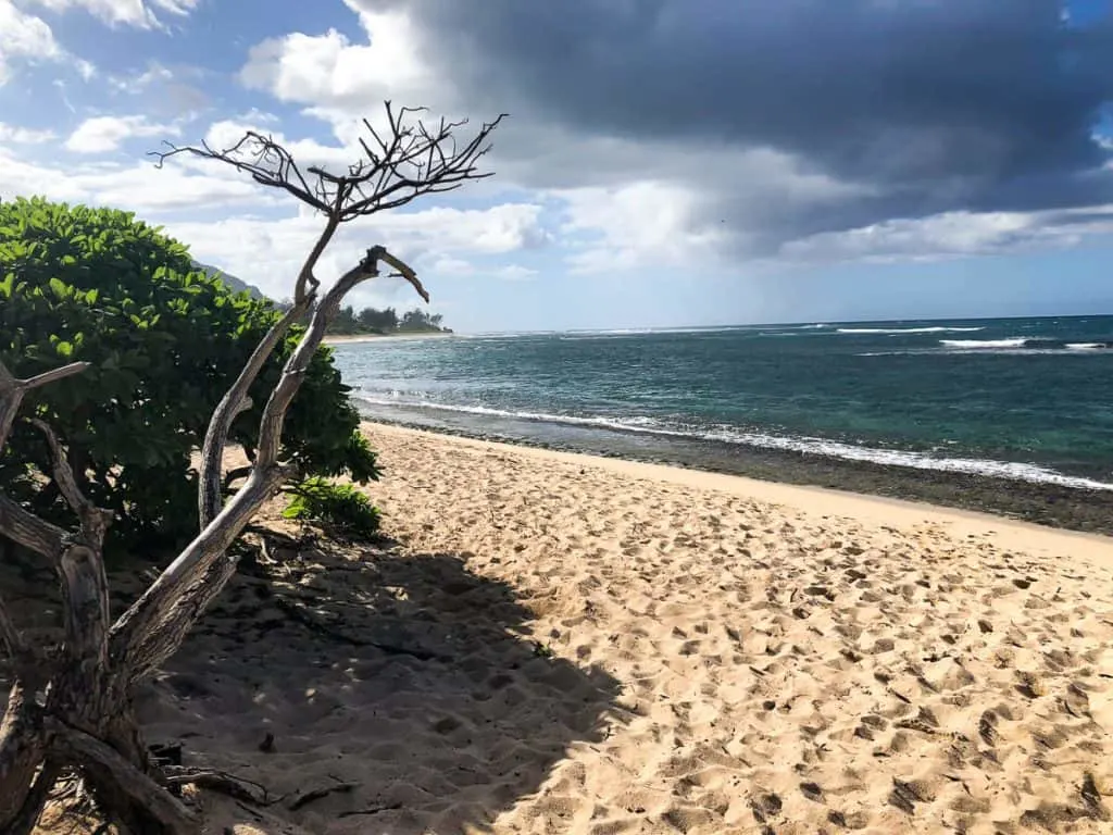 A view of a beach next to the ocean