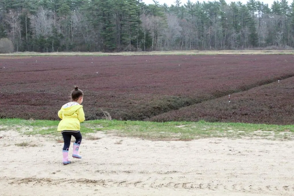 Young girl plays at farm.