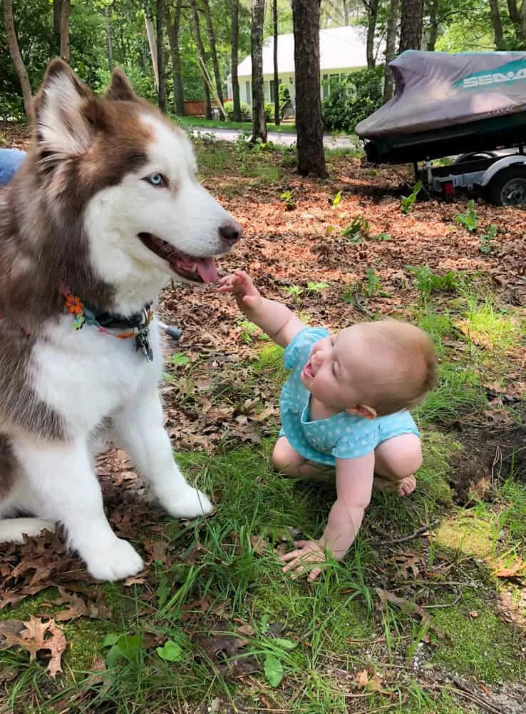 Baby petting husky