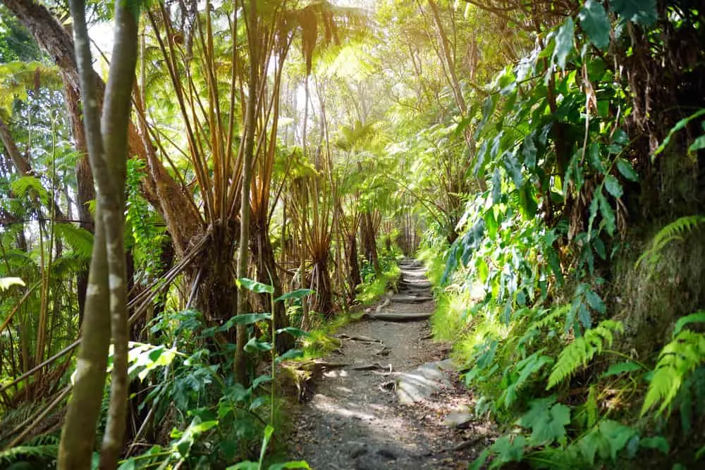 tropical hiking trail in Volcanoes National Park Hawaii