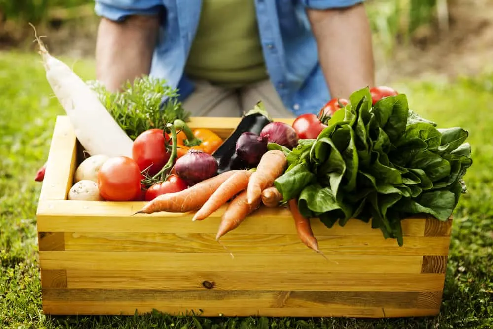 box of harvested vegetables from garden