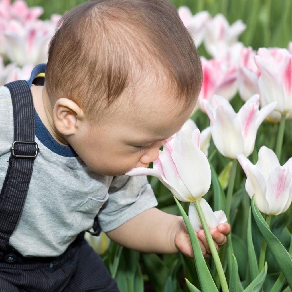 Baby boy smelling a tulip
