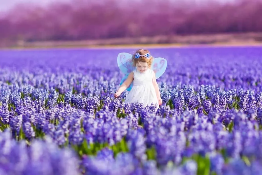 Girl dressed as a fairy in a field of lavender.