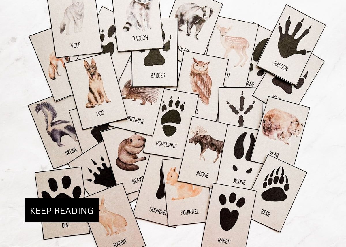 Collage of animal tracks used for a free printable camping game.
