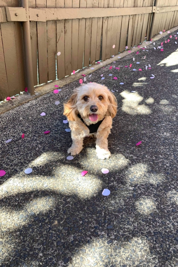 A dog in an alley surrounded by pink confetti.