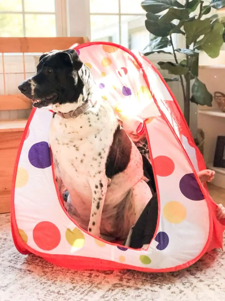 pointer mix rescue dog in kids play tent