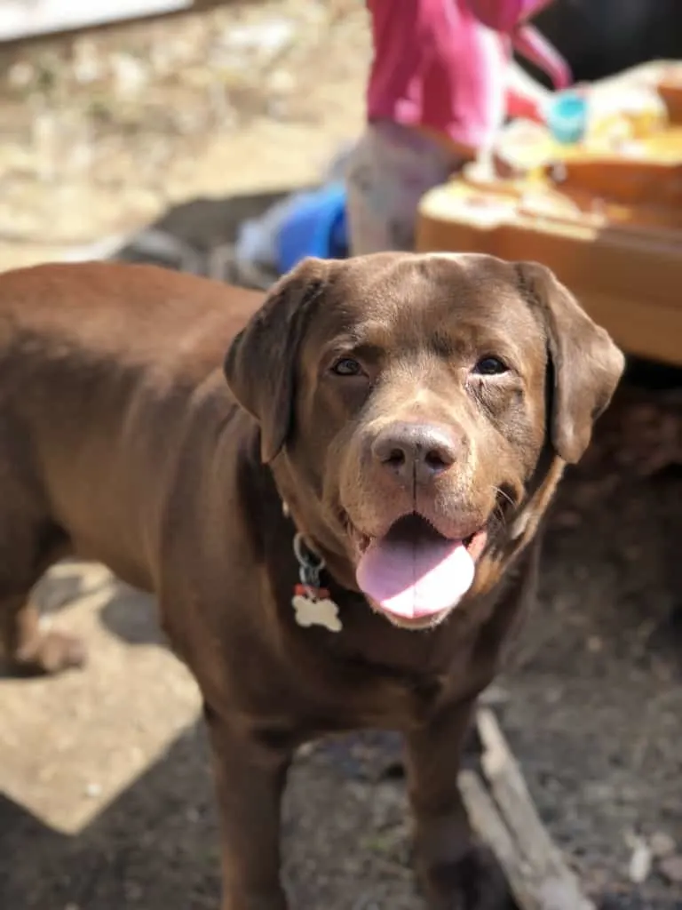 beautiful chocolate lab dog