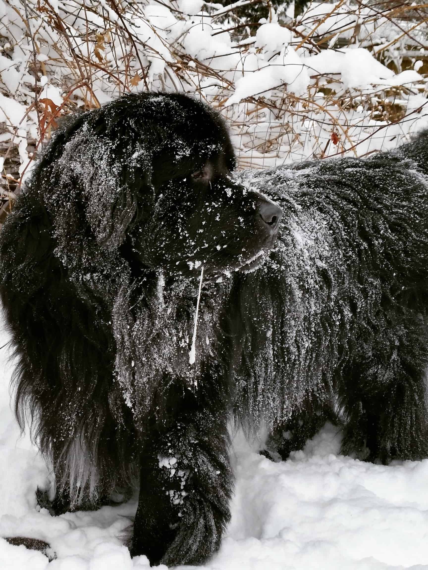 newfoundland dog covered in snow