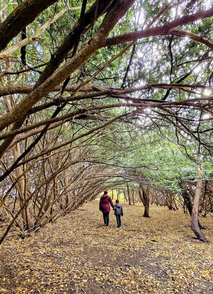 Mom and boy walking on a tree-lined nature path
